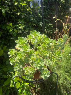 PLANTS FOR SALE