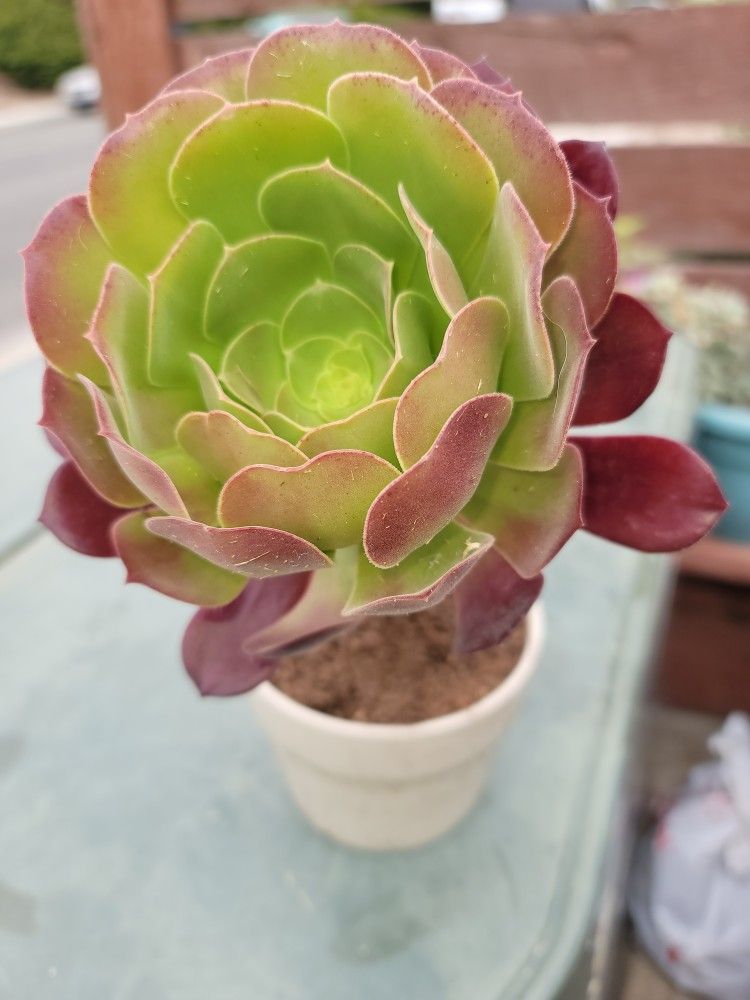 SUCCULENTS