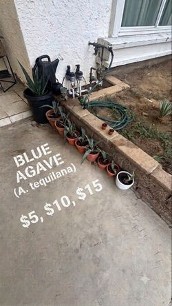 Moving Plants