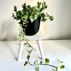 Beautiful Pearls N Jade Pothos Live Plant 20$, Price Is Firm!
