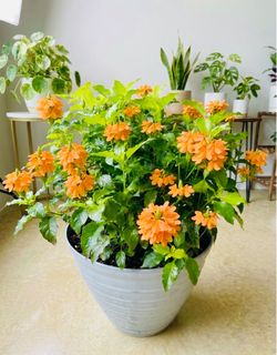 Very large crossandra/ fire cracker plant with orange blooms
