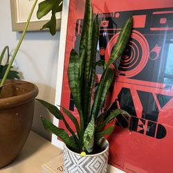 Snake Plant