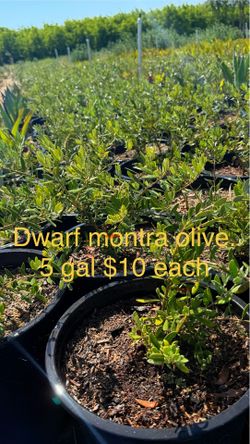 Dwarf olive tree