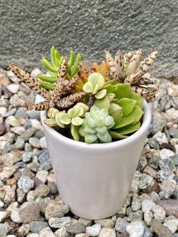 SUCCULENT ARRANGEMENT