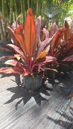 Red Sisters Cordyline fruticosa