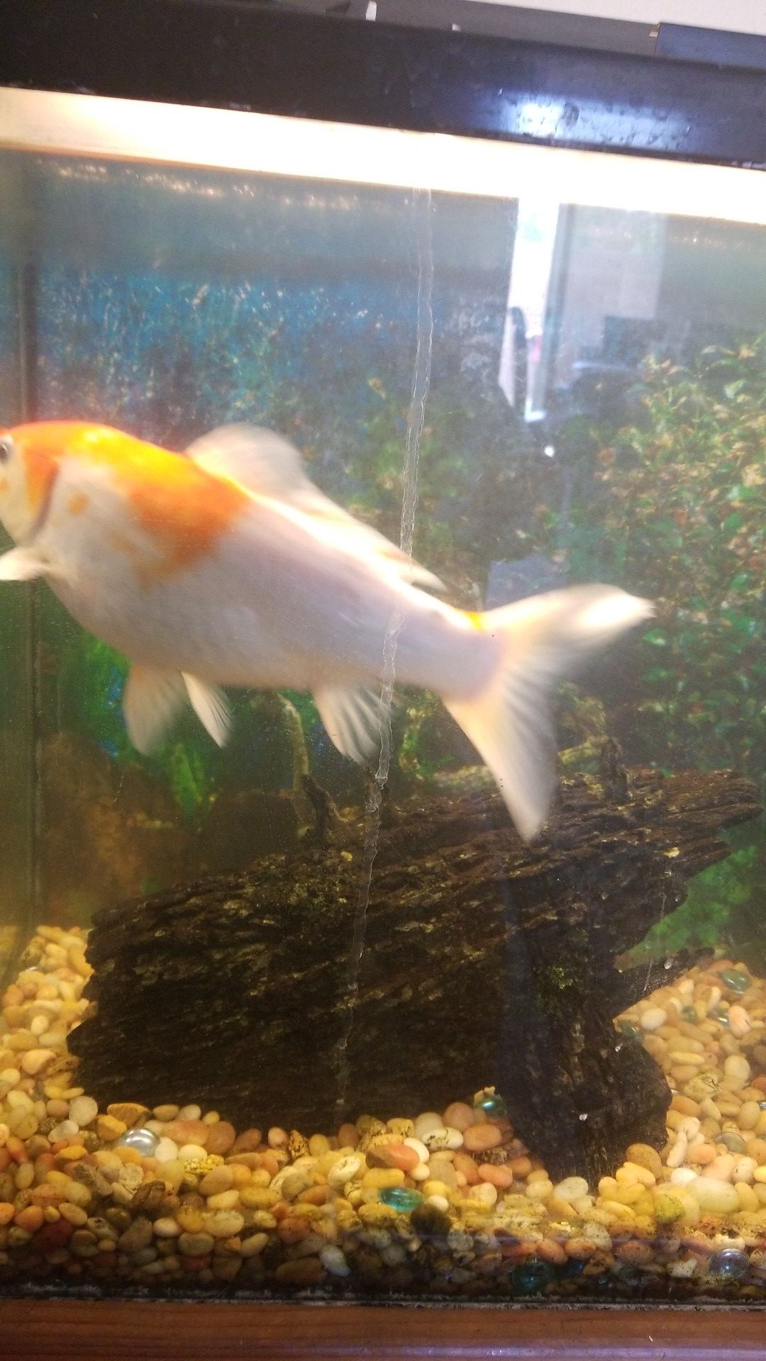 Koi fish