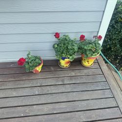 Ceramic Pots With Geraniums. 
