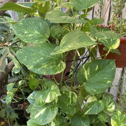 Planta