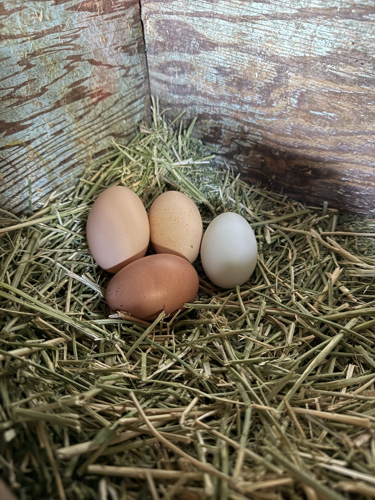 Organic Eggs