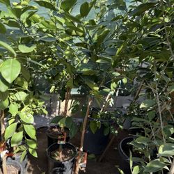 Arizona Sweet Orange 🍊 Trees 4F $55 Each Price Firm