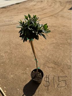 One gallon white azalea tree