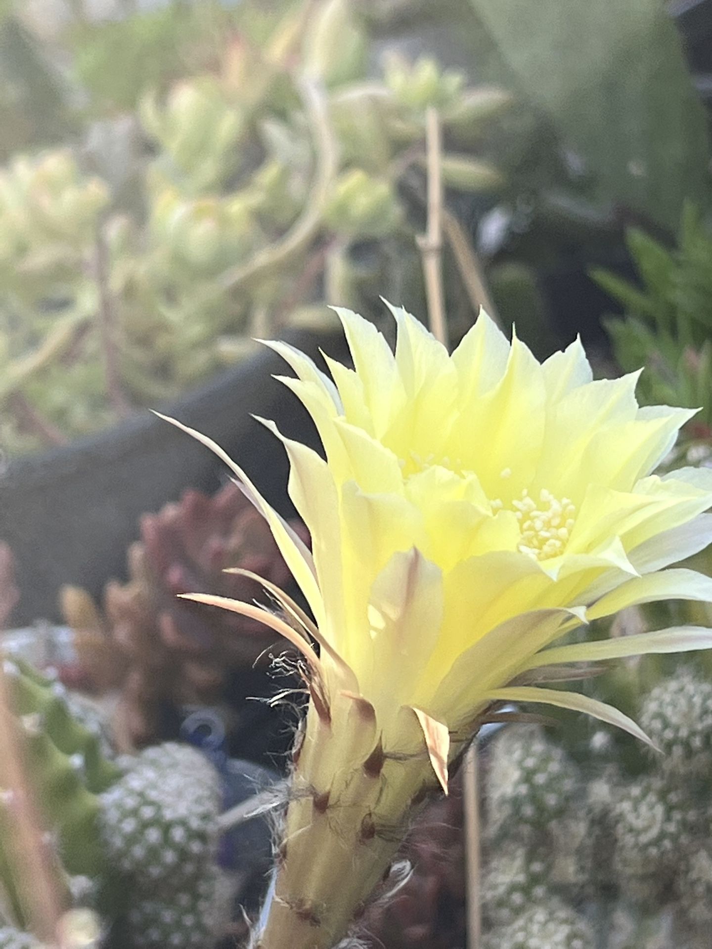 Yellow Domino Cactus Currently Blooming