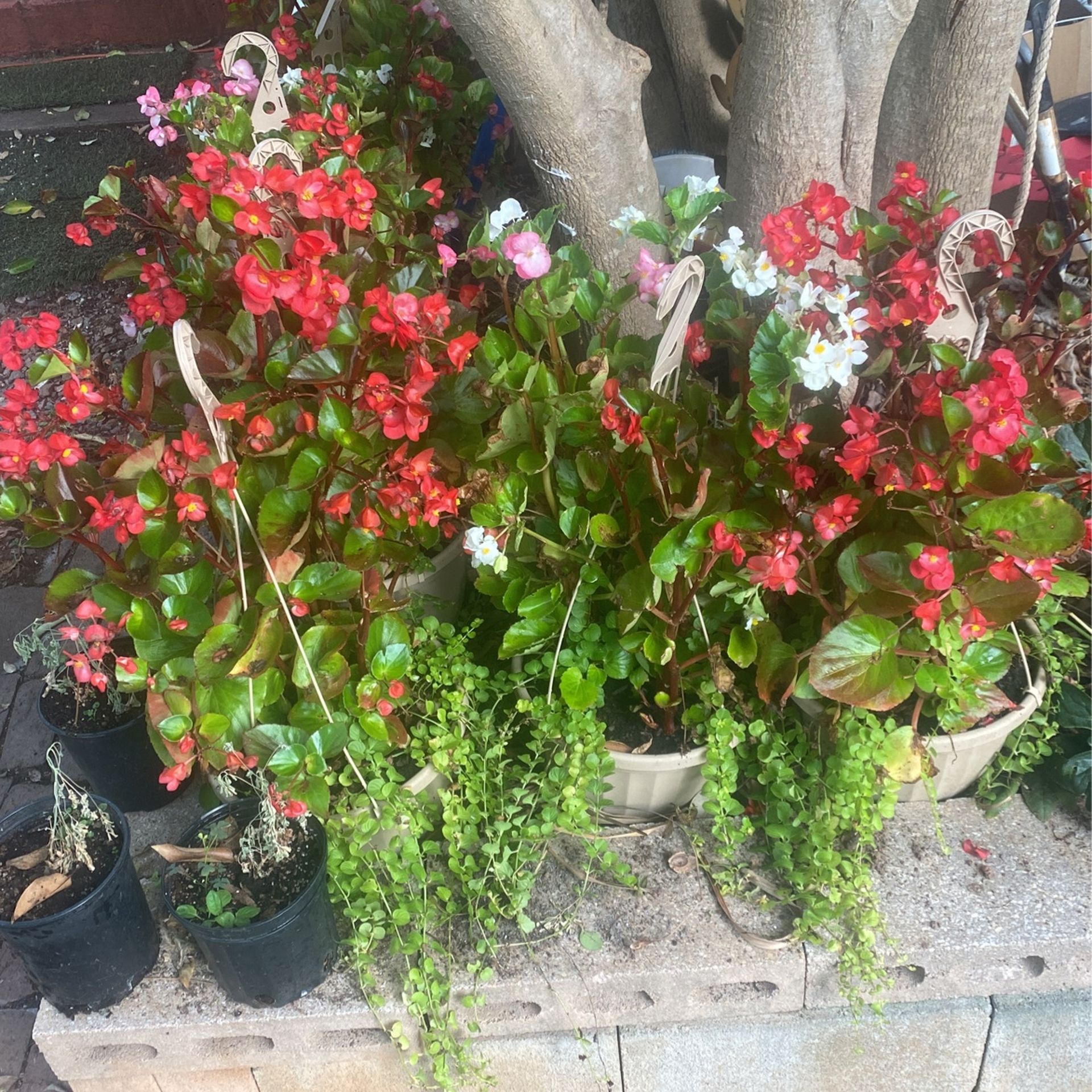 Plant Flowers With Pot Brand New