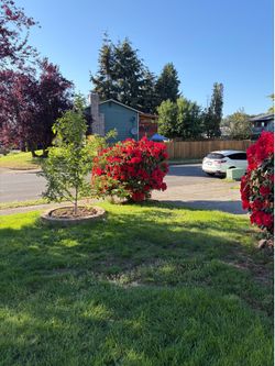 Free Large Rhododendrons