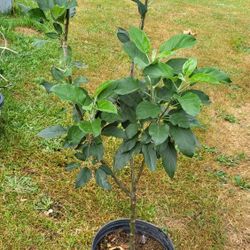 Dwarf Apple Tree