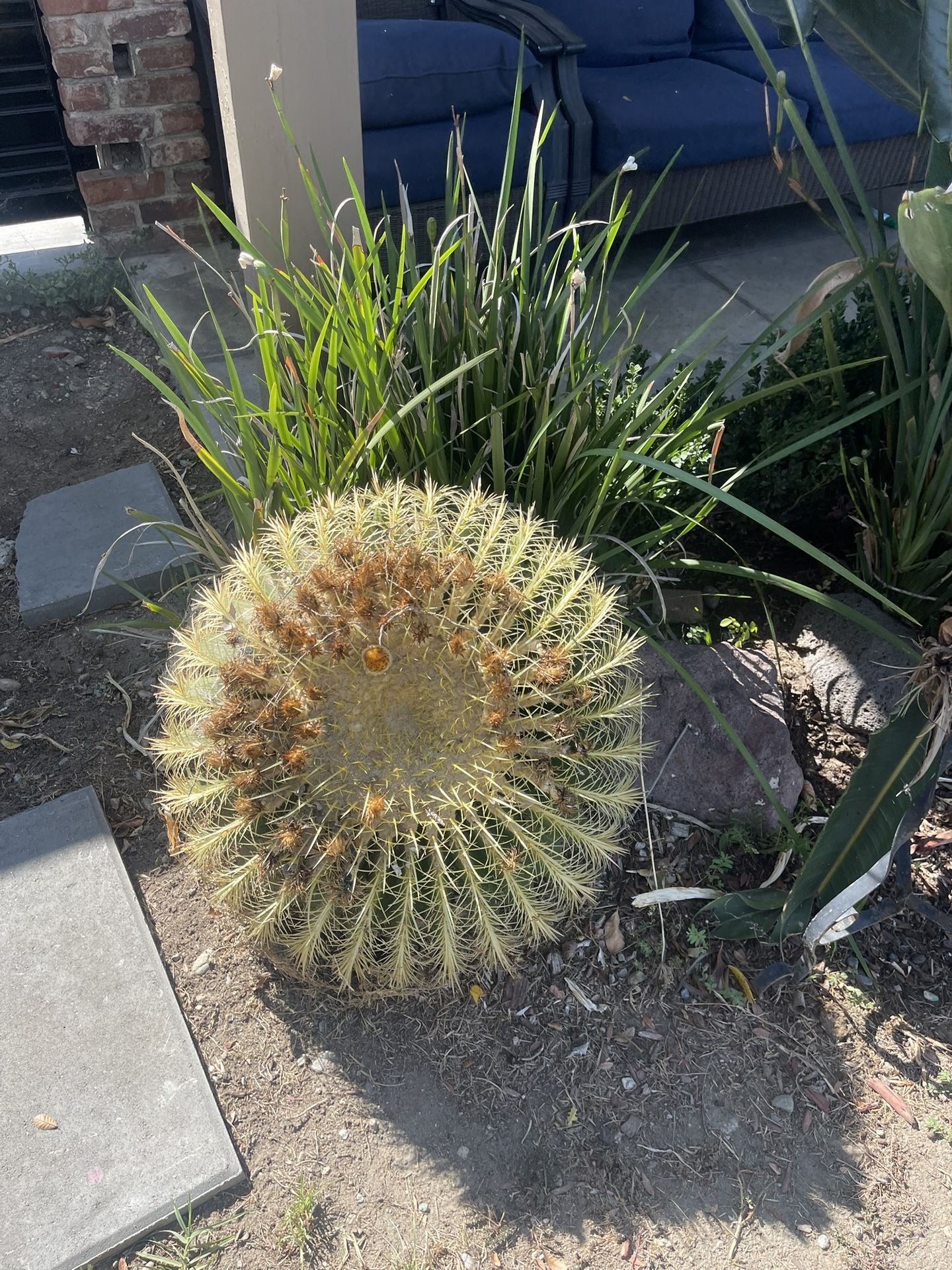Golden Barrel Cactus Plant