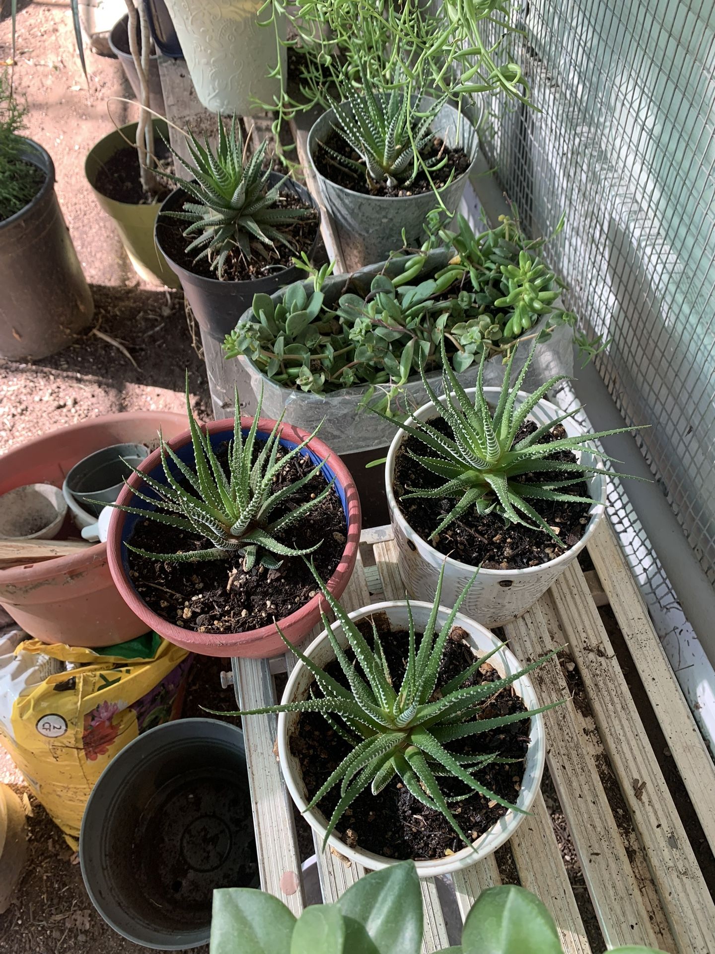 Plants Flowers Pots