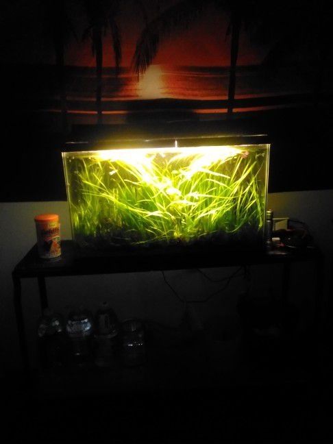 25 Gallon Aquarium Fully Setup 