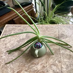 Rooted Aloe Vera plant 🪴 Arrangement In Tea Pot   13 Inches Hight From Teapot Base, And Decorative Hand Painted Rock 