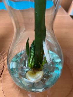 Snake plant or Sansevieria
