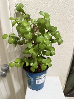 🌿—a symbol of prosperity ❤️Jade Elephant bush👉PLS READ DESCRIPTION❤️