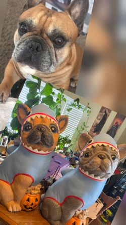 Frenchie shark can customize