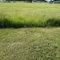 Standing Grass Hay