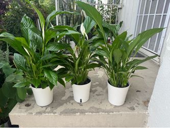 Peace of Lily 25$ each