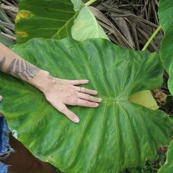 Thai Giant Elephant Ear Baby Plant (Rare)