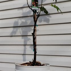 Fig Tree (Brown Turkey)