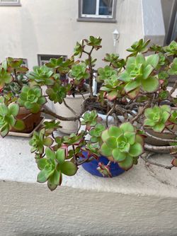 Beautiful Large Succulent Plant in Pot Healthy, well-established multi-branch succulent plant potted in a nice ceramic pot. Easy to care for, drough