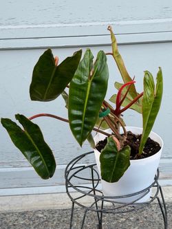 Philodendron billietiae