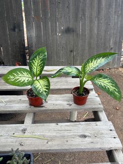 Dieffenbachia Tropic Snow