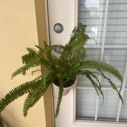 Fern Plant