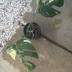 Monstera Mint Jungle Noid