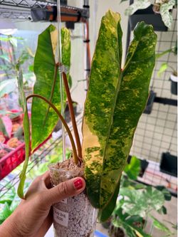 Philodendron Billietiae var, Fresh import