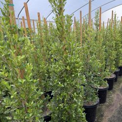 Indian Laurel Ficus 15 Gal 6 Feet Tall When Planted