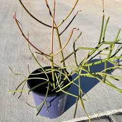 Firestick / Pencil Cactus (Euphorbia Tirucalli)