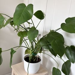 Monstera Deliciosa (Swiss Cheese Plant)🪴 