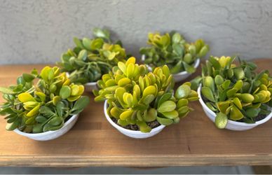 Jade Succulent Plants-$5 Each