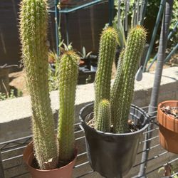 PLANTS FOR SALE