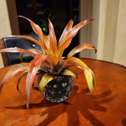 Mila Pink Pineapple Plant With Glass Container 