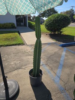 4feet tall Cactus in Nursery Pot