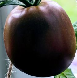 Organic Japanese Black Trifele Tomato  Plants! 2026 SEASON RELEASE! Available Now!