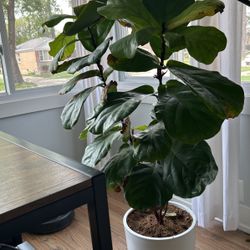 Fiddle Leaf Fig Plant  