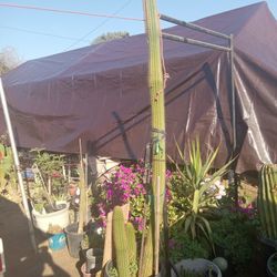 Succulents, Flowering Cactus For Sale
