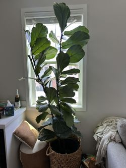 Large House Plants