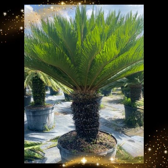 Gorgeous Sago Palm $950 🏡🌴💚