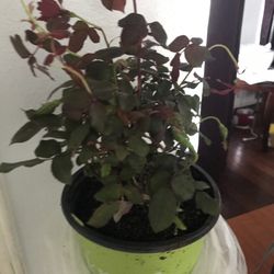 Red Geraniums 5 Dollars And Up