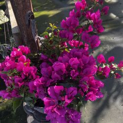 Bougainvilleas 